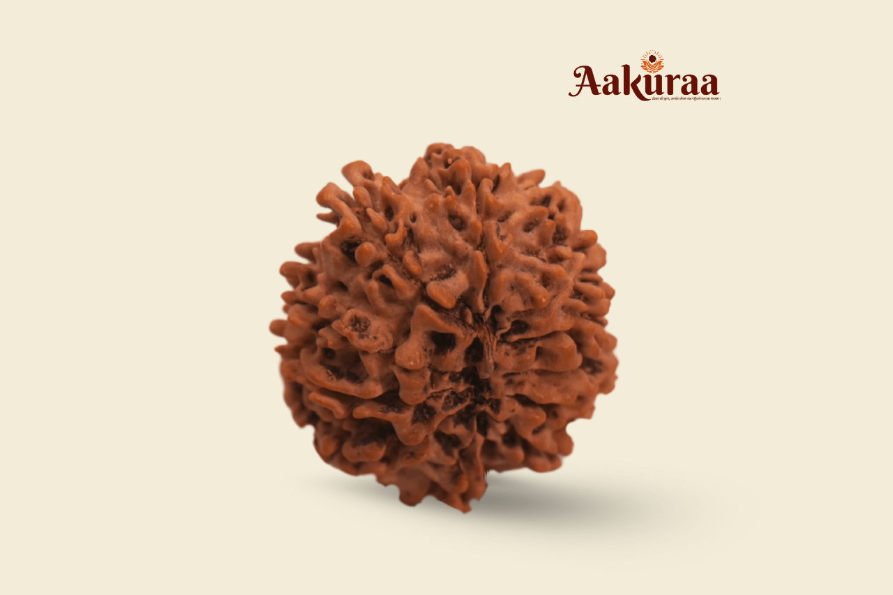 11 Mukhi Nepali Rudraksha