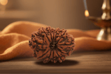 12 Mukhi Nepali Rudraksha
