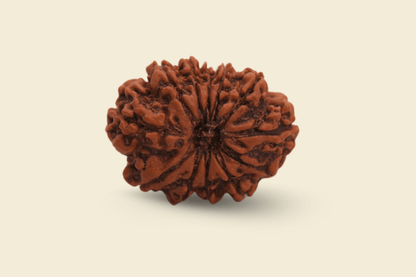 12 Mukhi Nepali Rudraksha