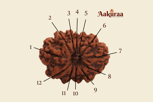 12 Mukhi Nepali Rudraksha