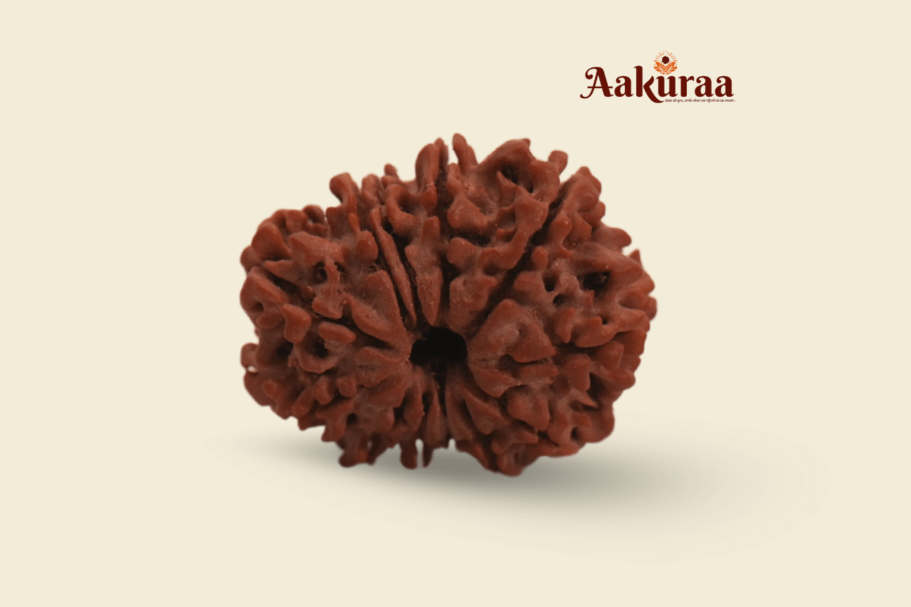 12 Mukhi Nepali Rudraksha
