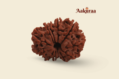 12 Mukhi Nepali Rudraksha