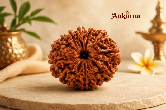 Original 13 Mukhi Rudraksha with deep natural grooves and texture