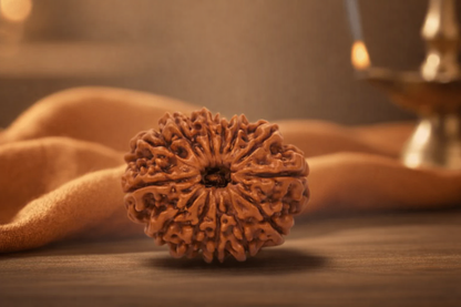 Premium Nepali 13 Mukhi Rudraksha for confidence and charisma