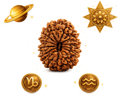 Buy 14 Mukhi Nepali Rudraksha