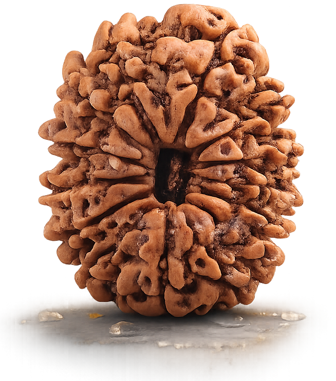 Original 14 Mukhi Nepali Rudraksha