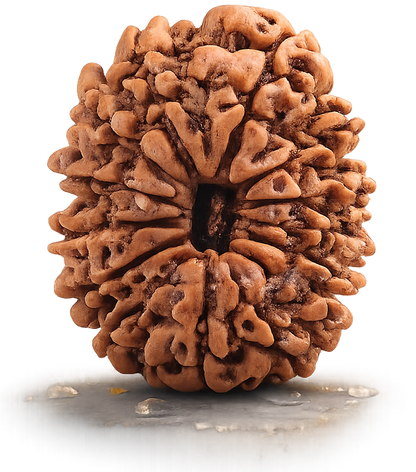 Original 14 Mukhi Nepali Rudraksha