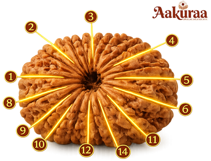 Buy Natural 14 Mukhi Nepali Rudraksha