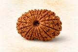 14 Mukhi Nepali Rudraksha