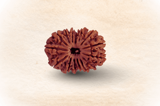 15 Mukhi Nepali Rudraksha