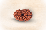 16 Mukhi  Nepali Rudraksha