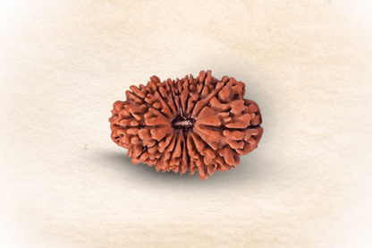 16 Mukhi  Nepali Rudraksha