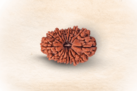 16 Mukhi  Nepali Rudraksha