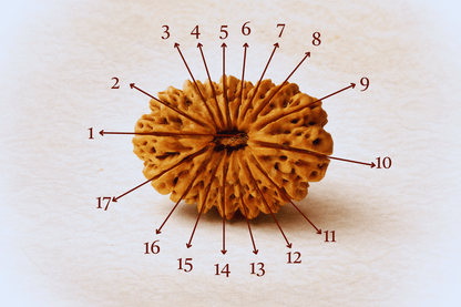 17 Mukhi Nepali Rudraksha