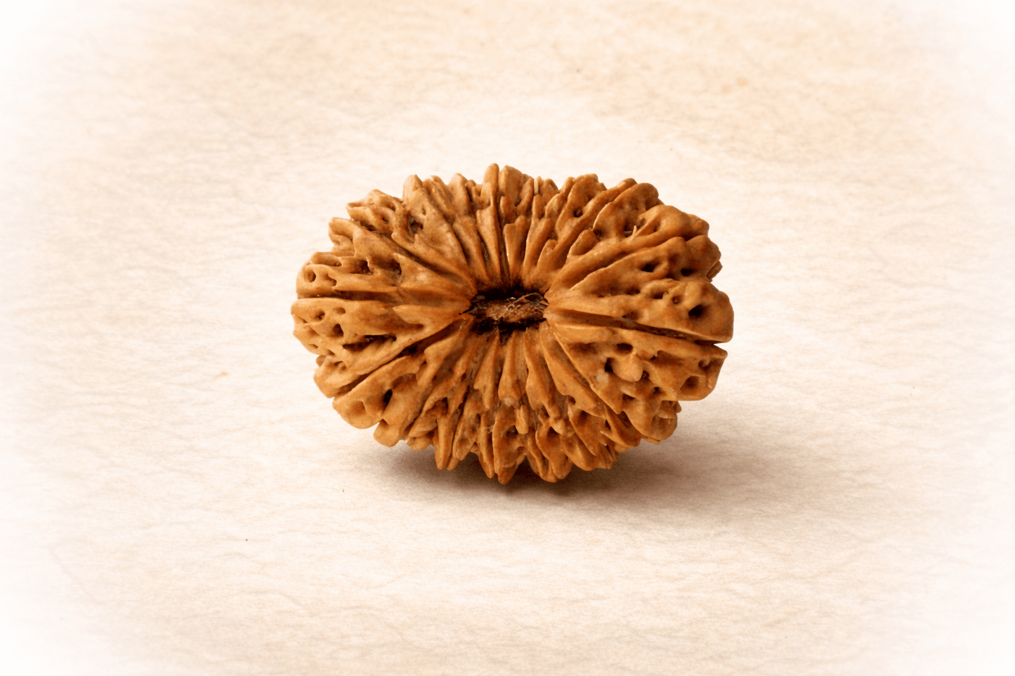 17 Mukhi Nepali Rudraksha
