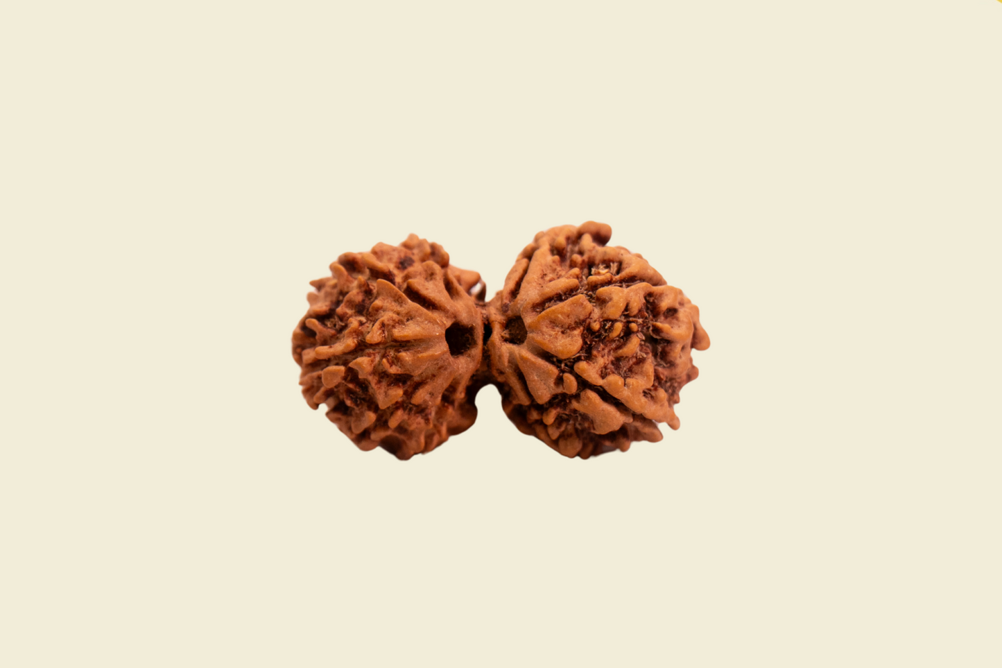 Gauri Shankar Nepali Rudraksha