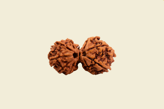 Gauri Shankar Nepali Rudraksha
