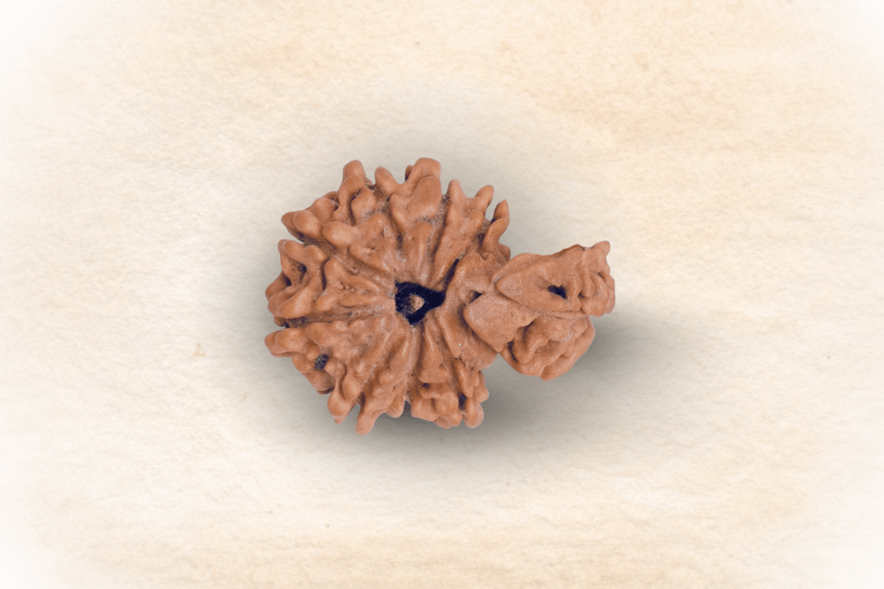 1 Mukhi Nepali Savaar Rudraksha