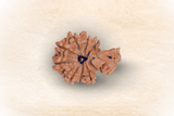 1 Mukhi Nepali Savaar Rudraksha