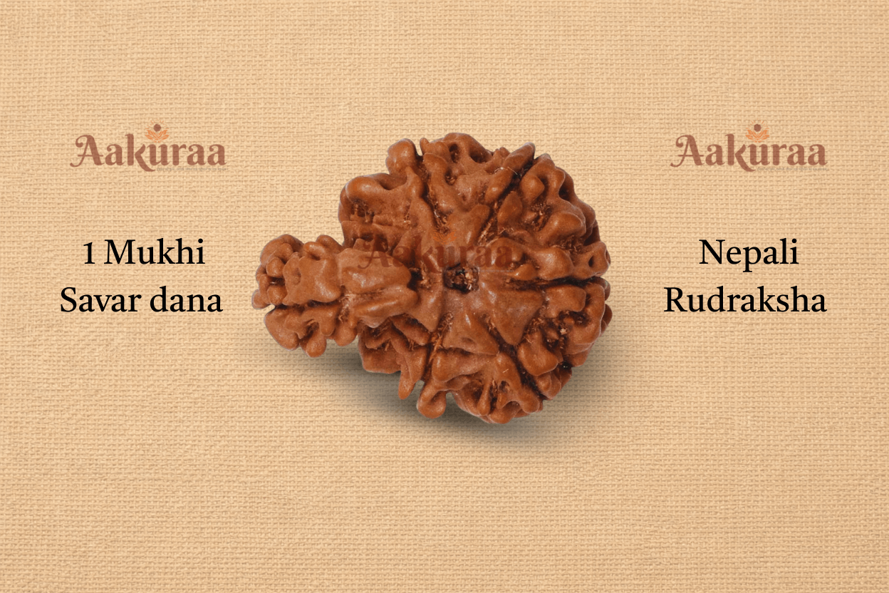 1 Mukhi Nepali Savar Rudraksha