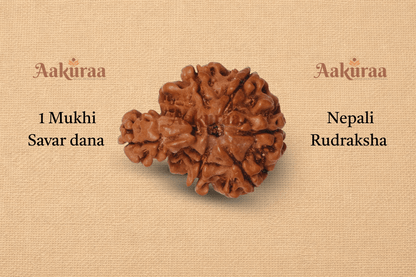 1 Mukhi Nepali Savar Rudraksha
