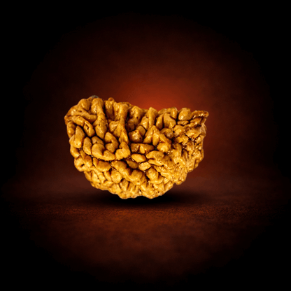 One Mukhi Rudraksha
