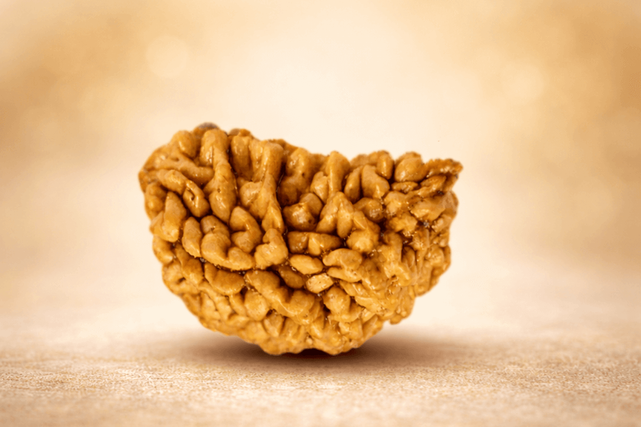 One Mukhi Rudraksha