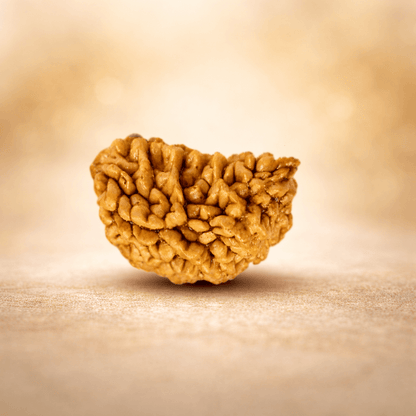 One Mukhi Rudraksha
