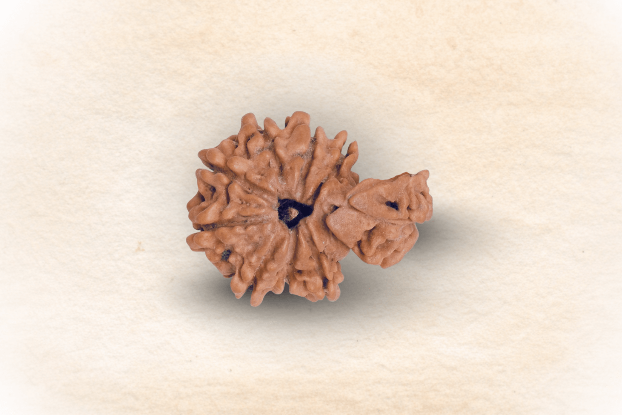 1 Mukhi Nepali Savaar Rudraksha