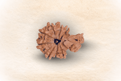 1 Mukhi Nepali Savaar Rudraksha