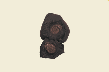 Madhav Shaligram ji