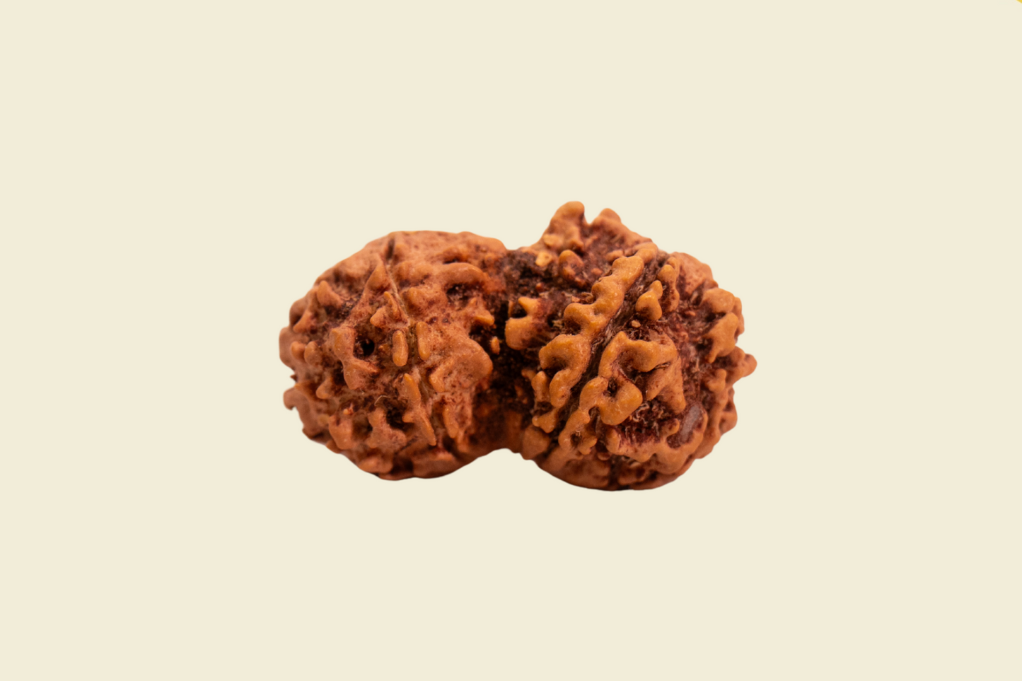 Gauri Shankar Nepali Rudraksha