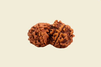 Gauri Shankar Nepali Rudraksha