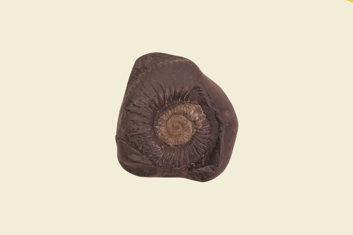 Madhav Shaligram ji