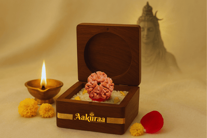 3 Mukhi Nepali Rudraksha
