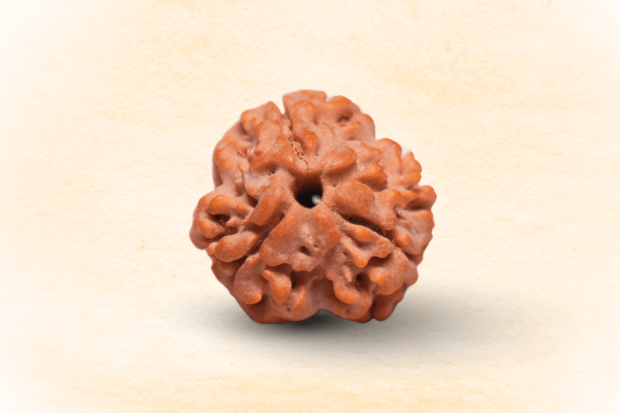 3 Mukhi Nepali Rudraksha