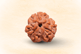 3 Mukhi Nepali Rudraksha