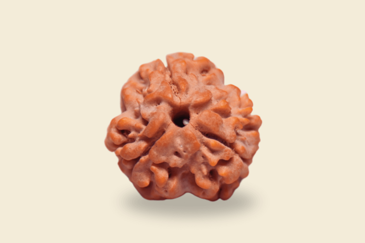 3 Mukhi Nepali Rudraksha