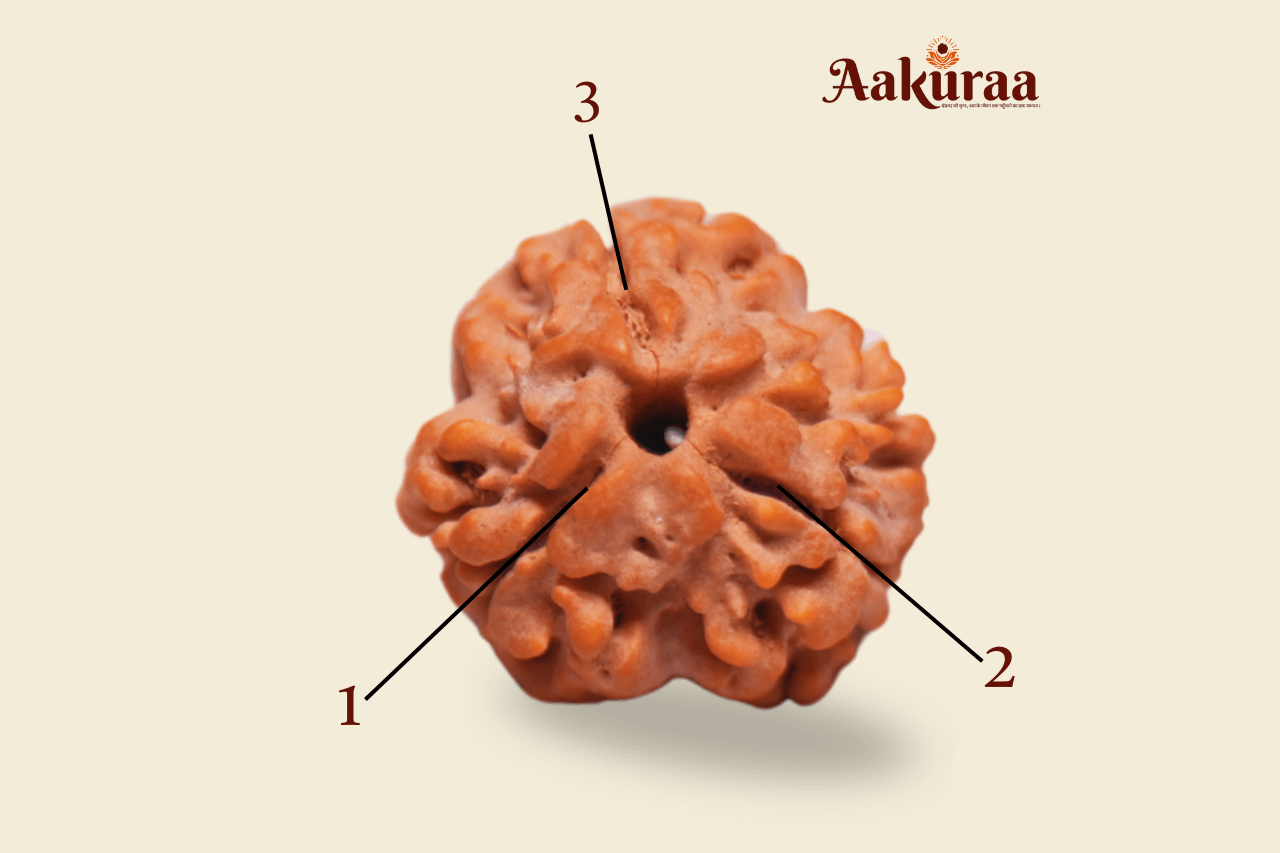 3 Mukhi Nepali Rudraksha