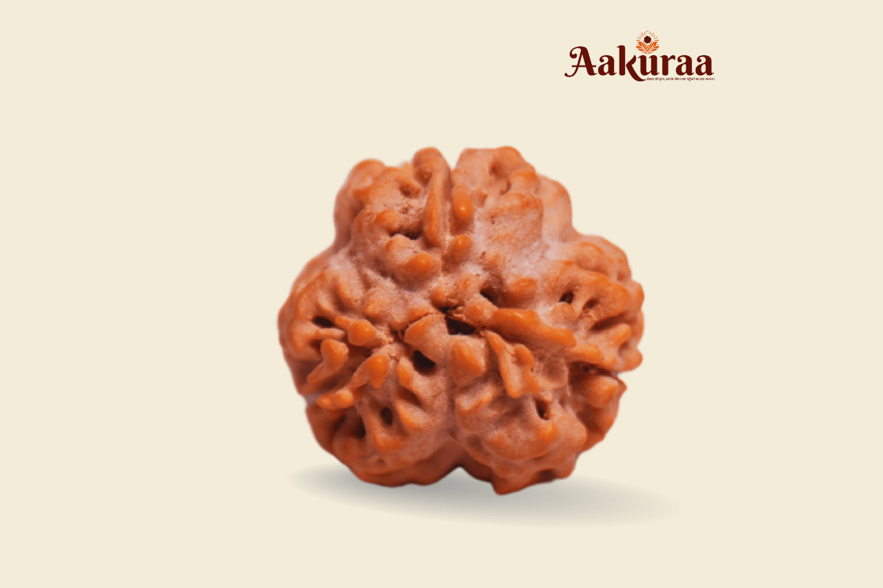 3 Mukhi Nepali Rudraksha