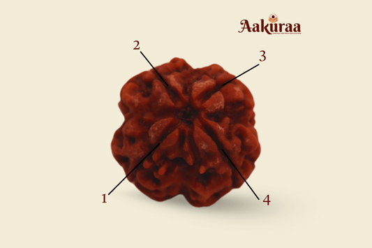 4 Mukhi Nepali Rudraksha