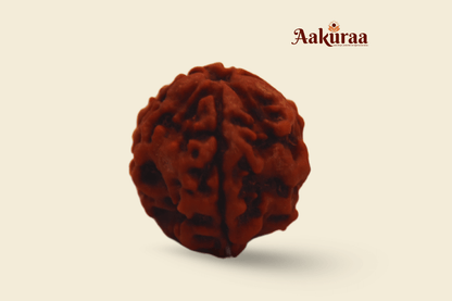 4 Mukhi Nepali Rudraksha