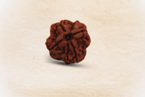 4 Mukhi Nepali Rudraksha
