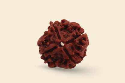 4 Mukhi Nepali Rudraksha
