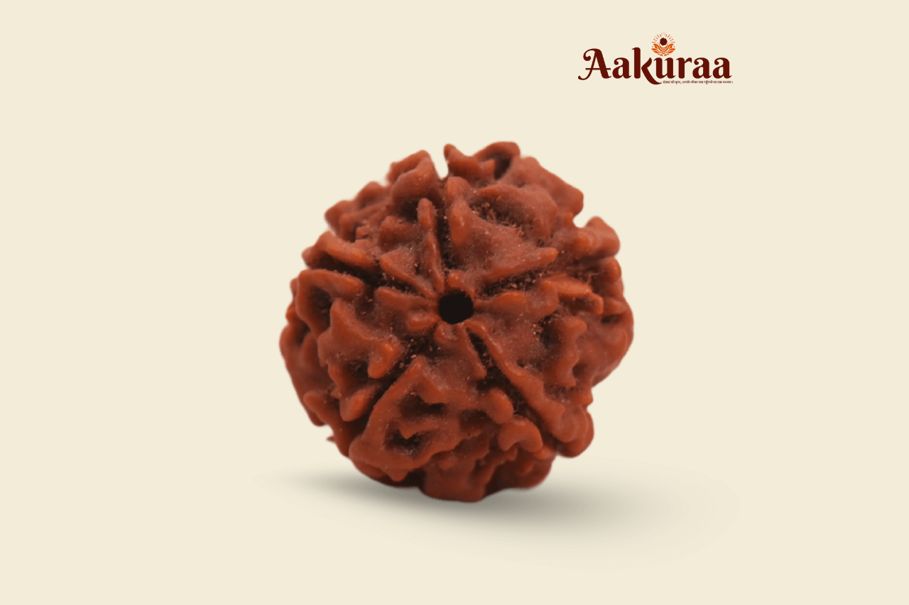 5 Mukhi Nepali Rudraksha