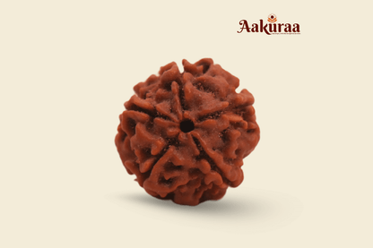 5 Mukhi Nepali Rudraksha