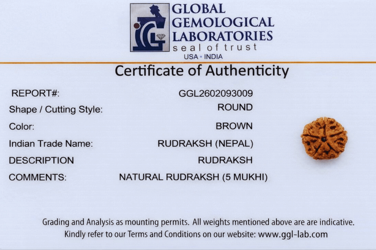 5 Mukhi Nepali Rudraksha