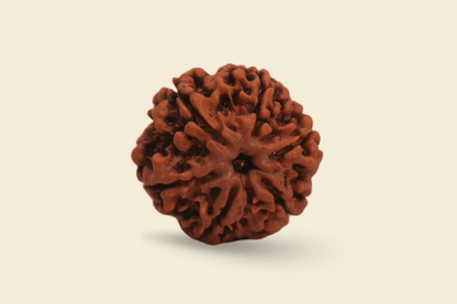 6 Mukhi Nepali Rudraksha