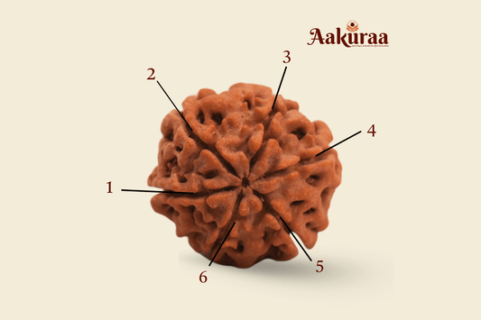 6 Mukhi Nepali Rudraksha