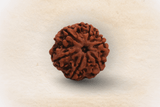 6 Mukhi Nepali Rudraksha